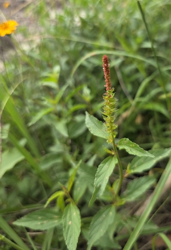 Image of Acalypha phleoides by (c) Cleveland Powell, some rights reserved (CC BY)