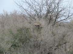 Caracara plancus