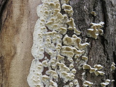 Fungi