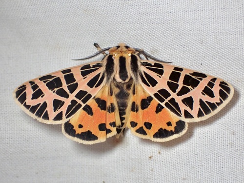 iNaturalist observation photo of Ornate Tiger Moth