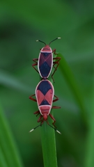 Probergrothius varicornis