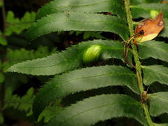Taphrina polystichi