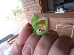 Photiomantis planicephala