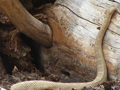 Crotalus oreganus