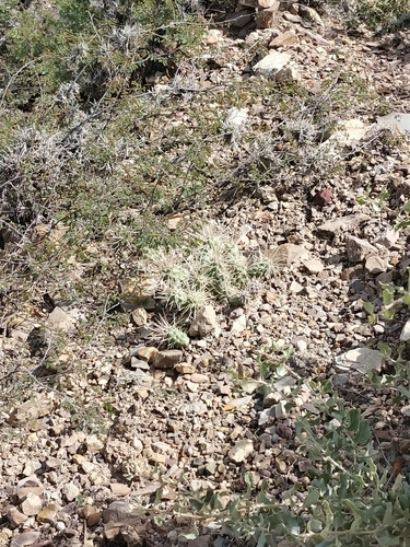 Image of Sheathed cholla by no rights reserved