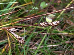 Carex glareosa