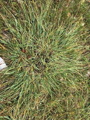 Carex glareosa