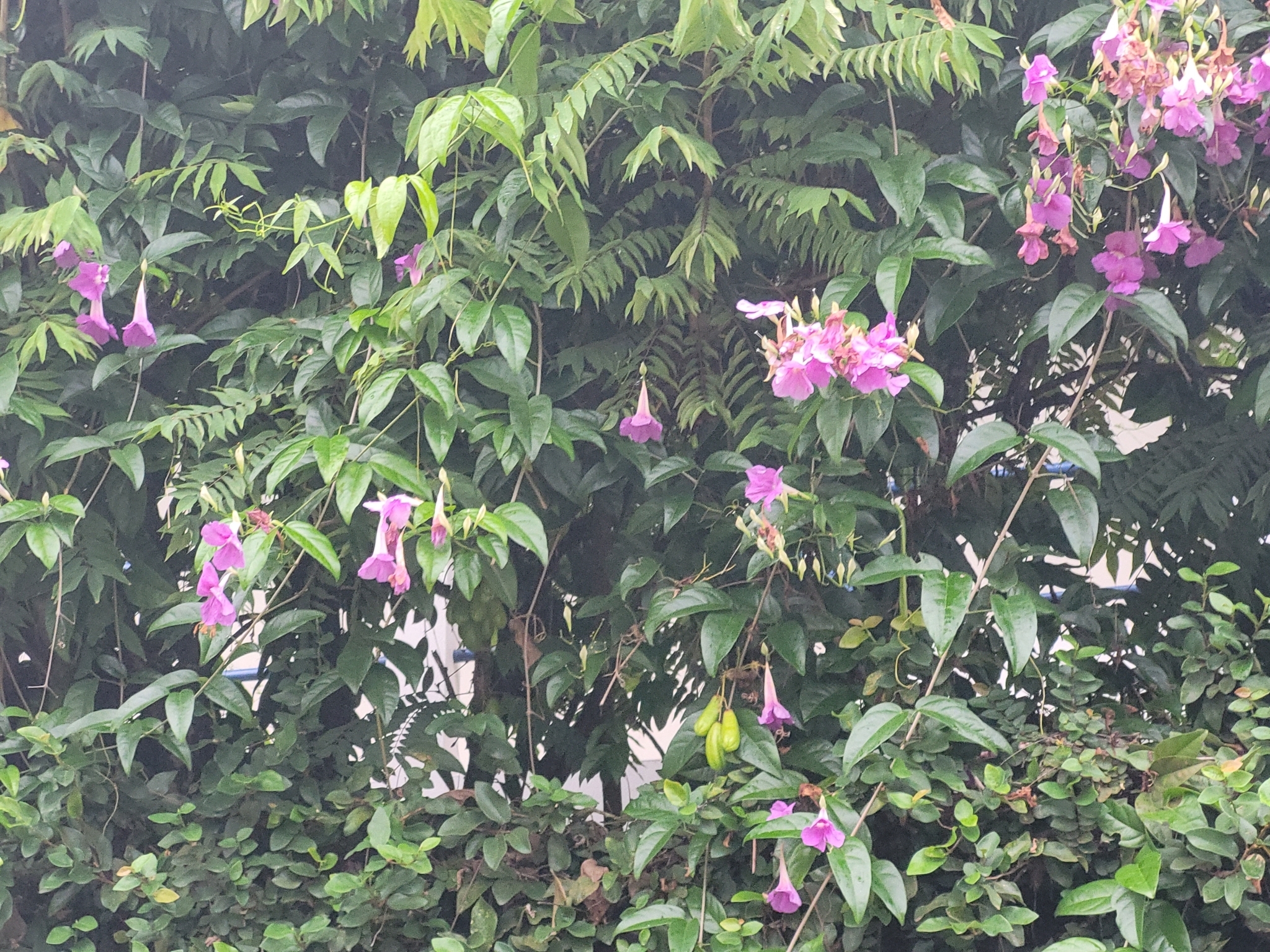 Imagem de Trombeta-chinesa