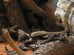 Crotalus oreganus