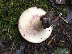 Lactarius uvidus