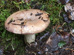 Lactarius uvidus