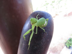 Photiomantis planicephala