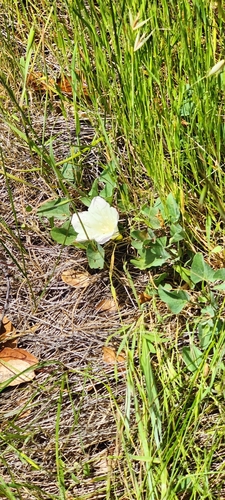 Hillside false bindweed (Calystegia subacaulis)