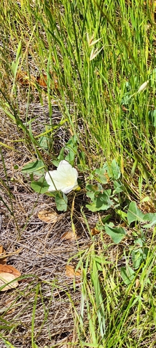 Image of Calystegia subacaulis by (c) Katherine Scott, some rights reserved (CC BY)