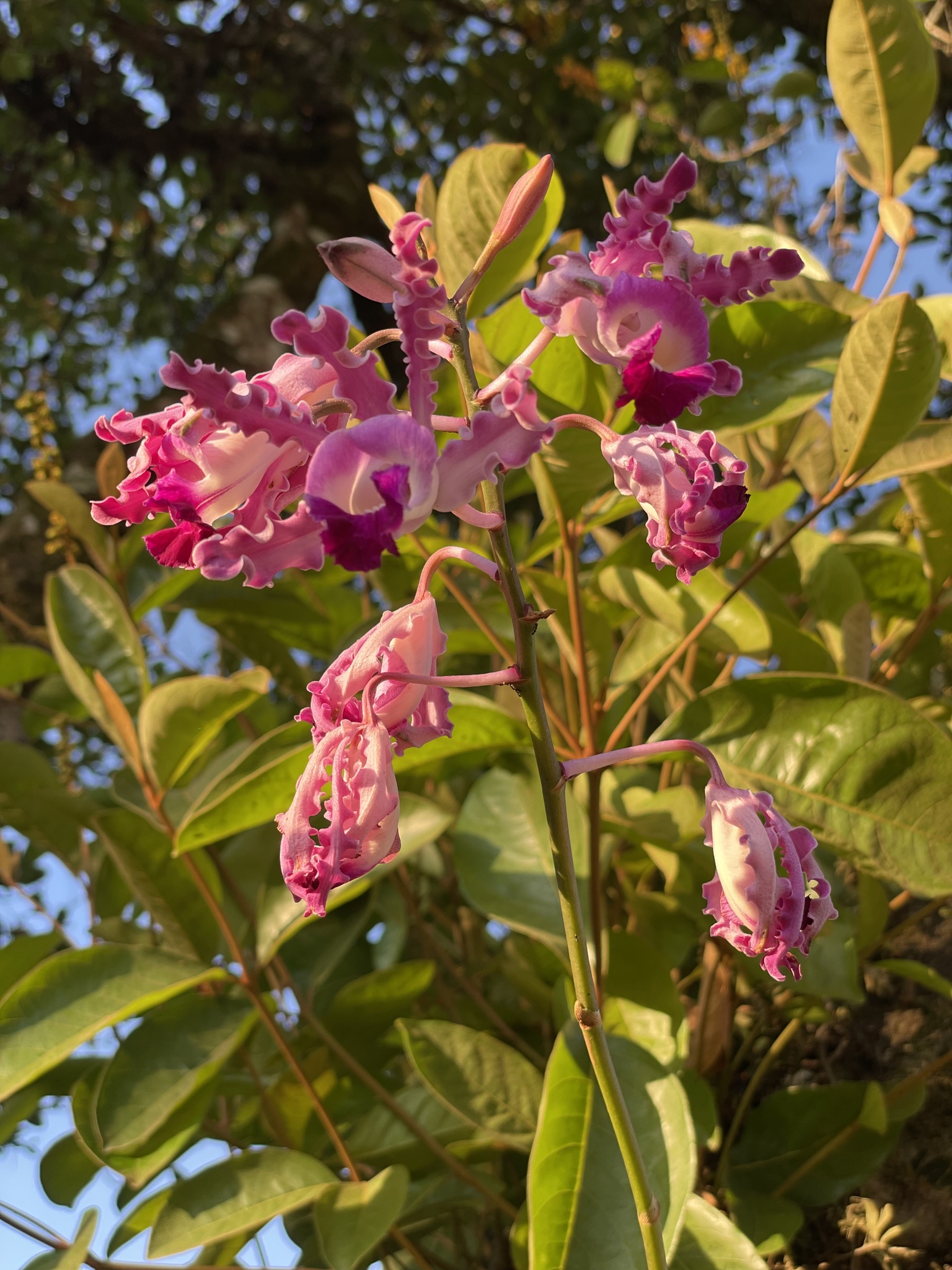 Imagem de Orquídea-trombeta