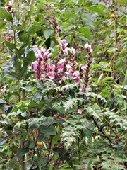 Acanthus polystachyus