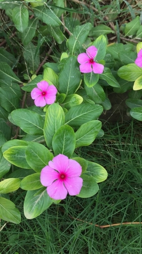 Madagascar Periwinkle