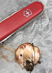 Suillus neoalbidipes