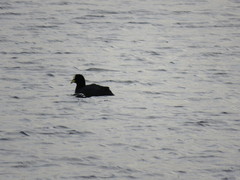 Fulica armillata