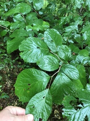 Styrax grandifolius