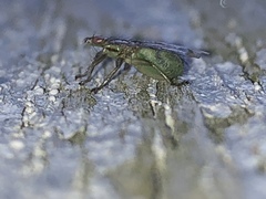 Hippoboscoidea