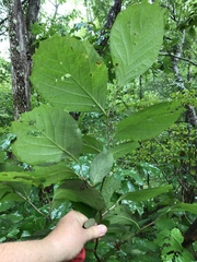 Styrax grandifolius