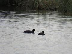 Fulica armillata
