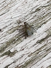 Hippoboscoidea