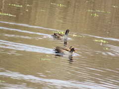Gallinula galeata