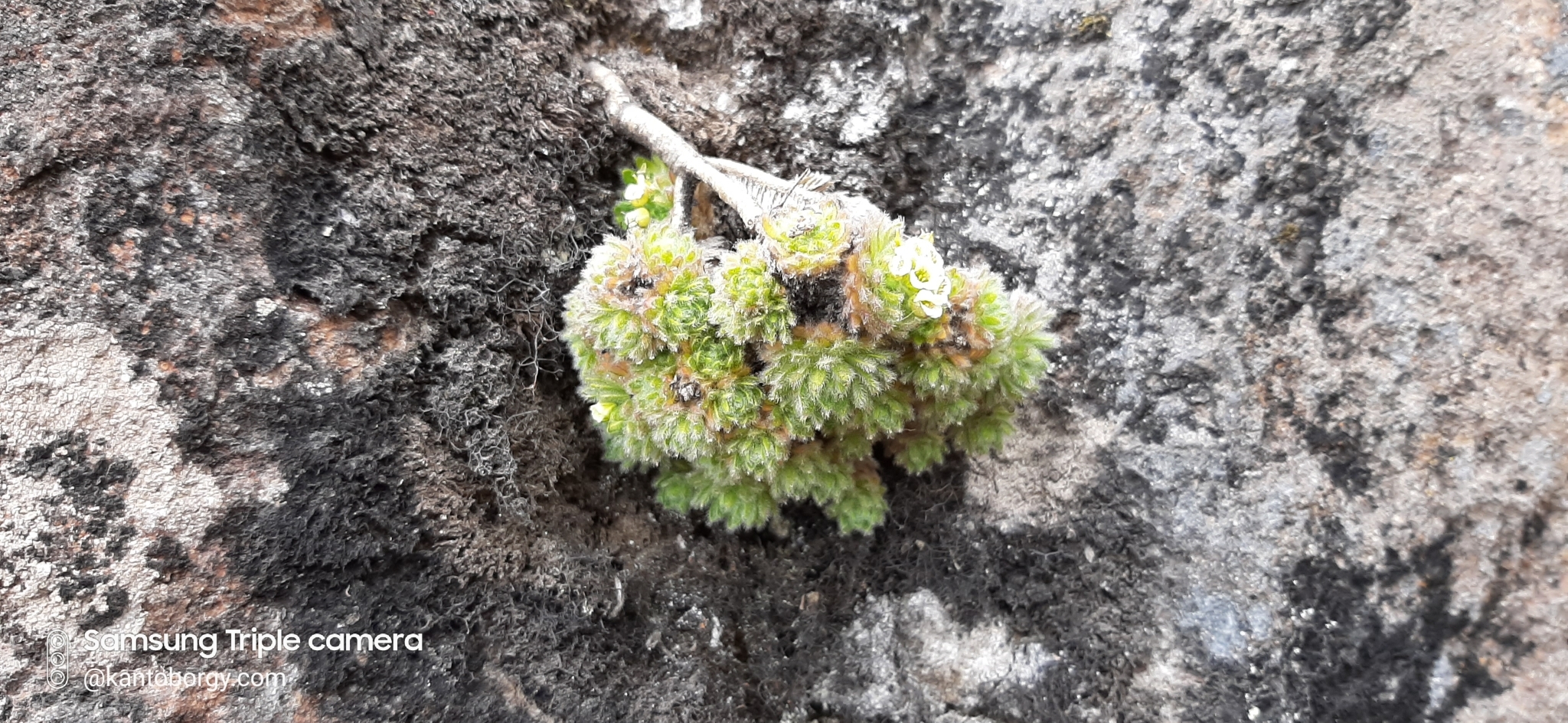 Draba aretioides image