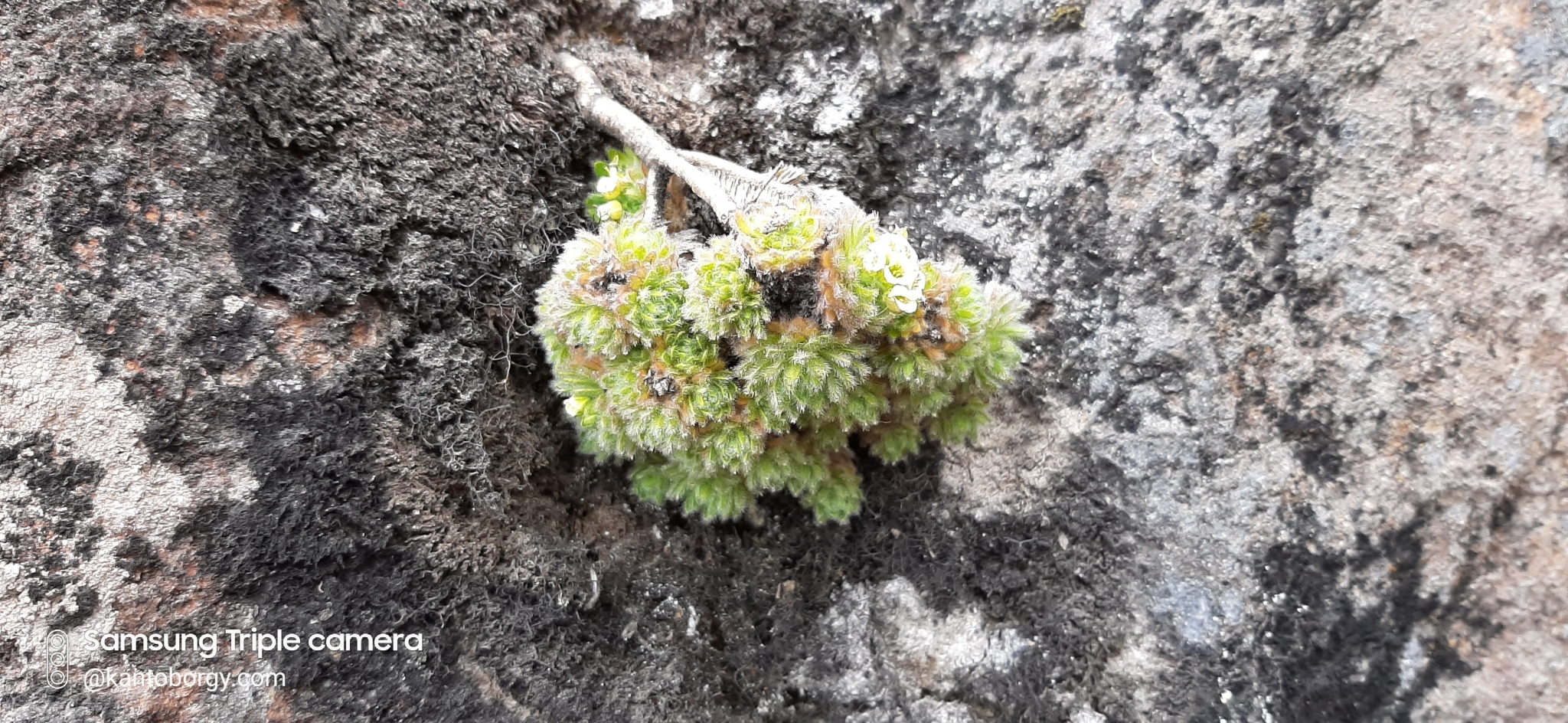Draba image