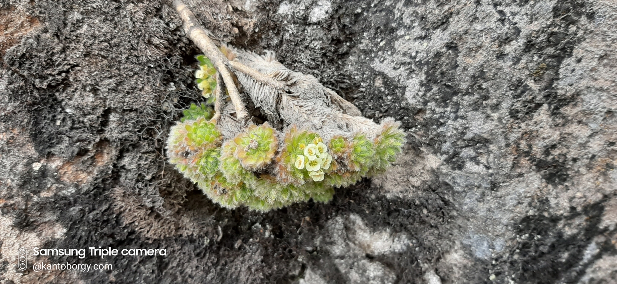 Draba aretioides image