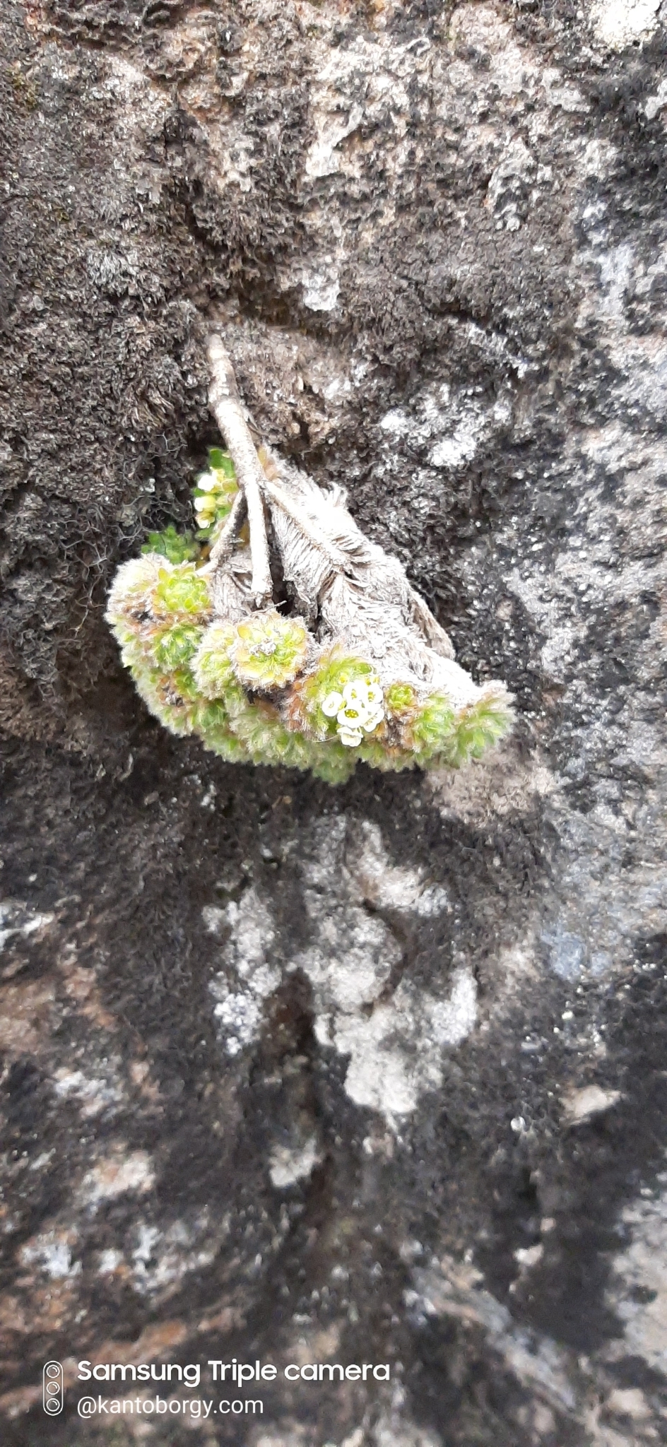 Draba aretioides image