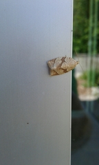 Adoxophyes negundana