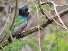Trogon curucui