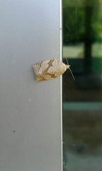 Adoxophyes negundana