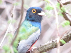 Trogon curucui