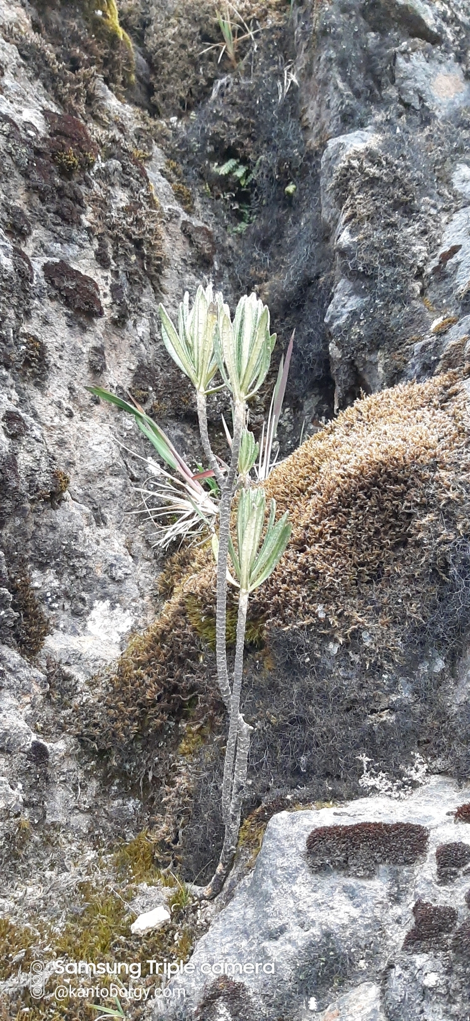 Linochilus image