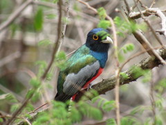 Trogon curucui