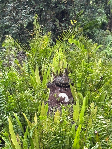 Australian Scrub Python sighting