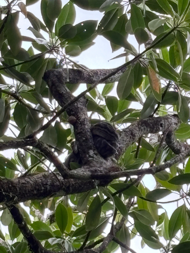 Australian Scrub Python sighting