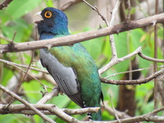 Trogon curucui
