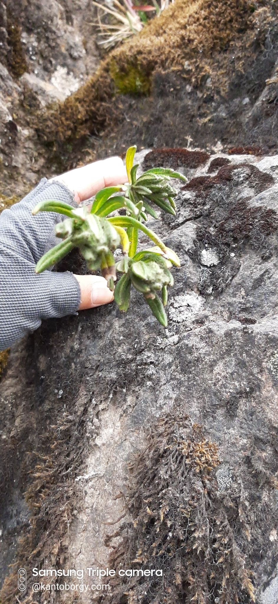 Linochilus rupestris image