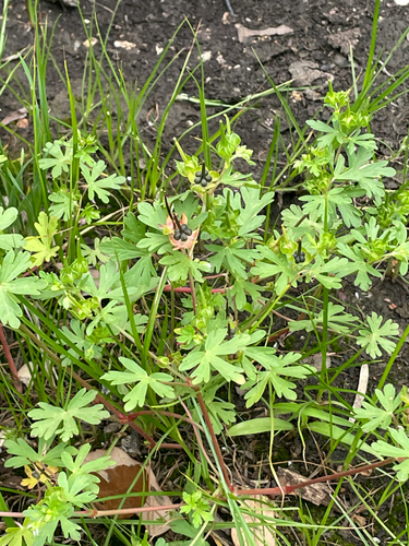 Texas Geranium (Geranium texanum)