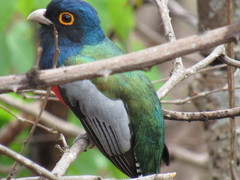 Trogon curucui