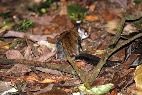 Arrow Flying Squirrel