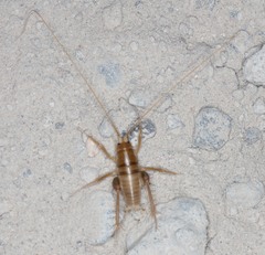 Ceuthophilus californianus