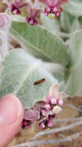 iNaturalist observation photo of Adela flammeusella