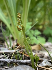 Botrychium ascendens