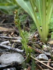 Botrychium ascendens